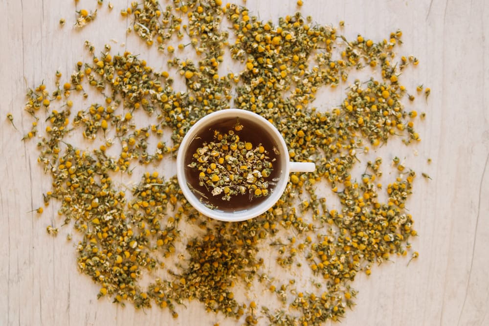 Chamomile: A planta milagrosa, conheça os benefícios