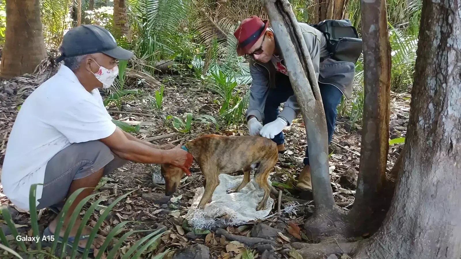 São João do Arraial atinge 95,75% da população canina vacinada - Imagem 2