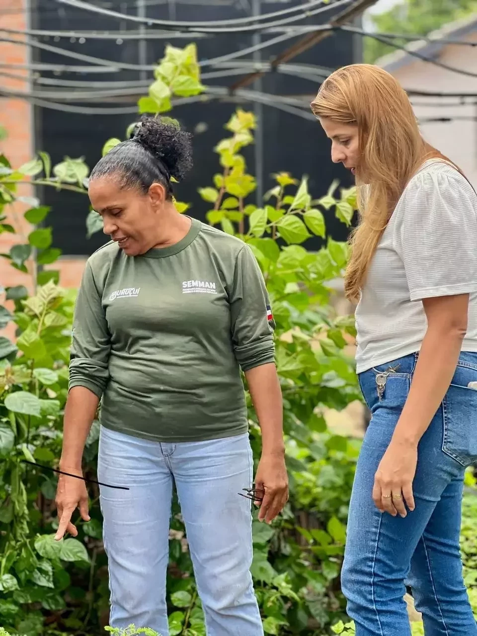 Prefeitura de Uruçuí Distribuirá 10 Mil Mudas nos Festejos de São Sebastião - Imagem 1