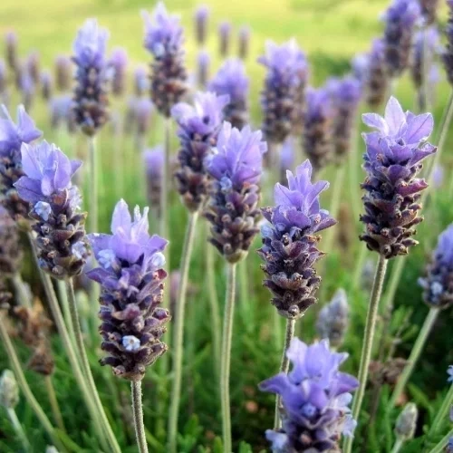 O banho de ervas que atrai sorte e abundância para cada signo do zodíaco - imagem 134256