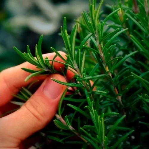 O banho de ervas que atrai sorte e abundância para cada signo do zodíaco - imagem 134246