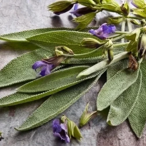 O banho de ervas que atrai sorte e abundância para cada signo do zodíaco - imagem 134253