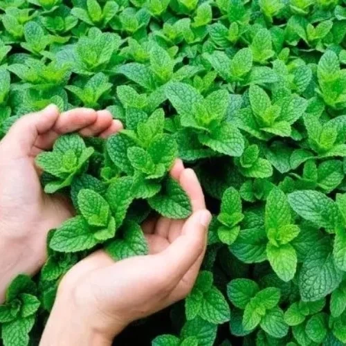 O banho de ervas que atrai sorte e abundância para cada signo do zodíaco - imagem 134248