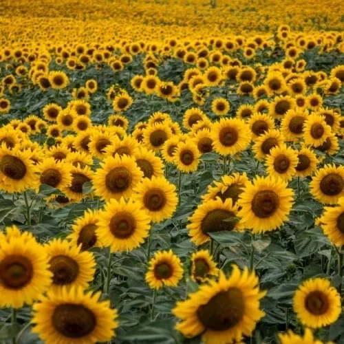 O banho de ervas que atrai sorte e abundância para cada signo do zodíaco - imagem 134250