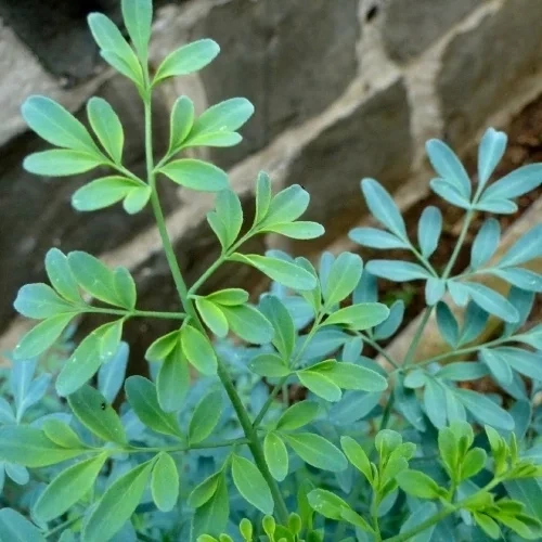 O banho de ervas que atrai sorte e abundância para cada signo do zodíaco - imagem 134251