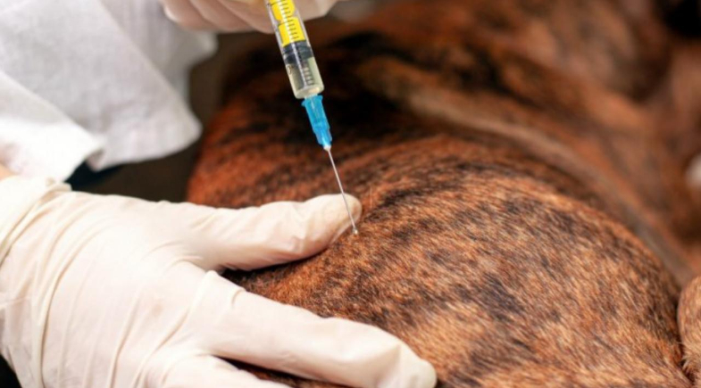 Prefeitura de Parnaíba realizará a 2ª etapa da Campanha de Vacinação Antirrábica no município