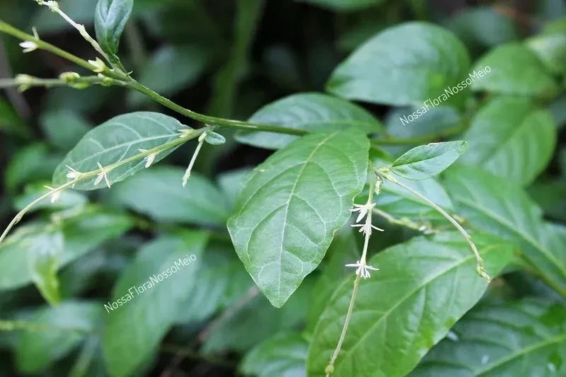 Conheça três ervas poderosas para proteção espiritual no dia a dia - imagem 135674