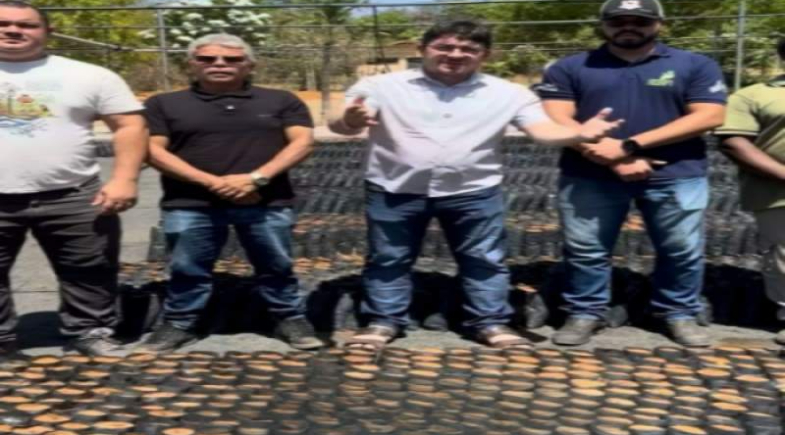 Prefeitura de Ipiranga investe no plantio de mudas de Cajueiro Anão no viveiro municipal