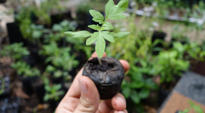 Prefeitura de Queimada Nova promoverá ação de distribuição de mudas de plantas frutíferas