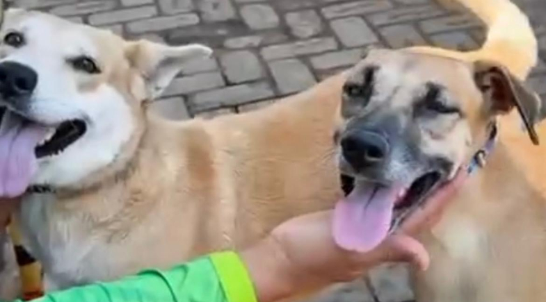 Município de Baixa Grande do Ribeiro recebe serviços assistenciais do Castramóvel