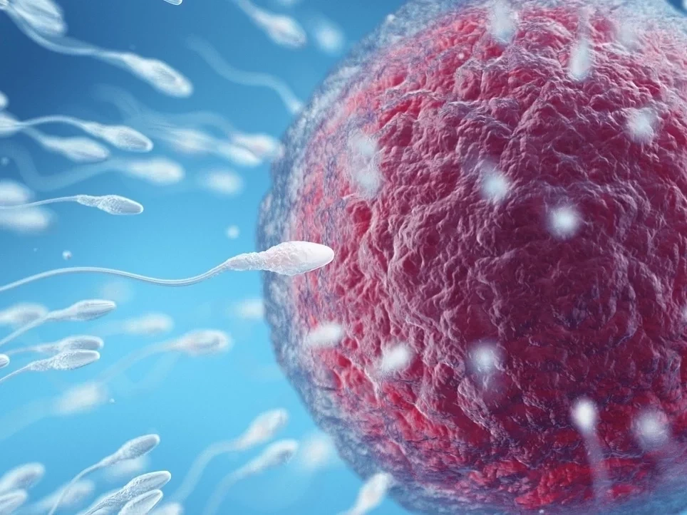 6 mitos sobre o tamanho do pênis que a maioria dos homens acreditam - imagem 137129