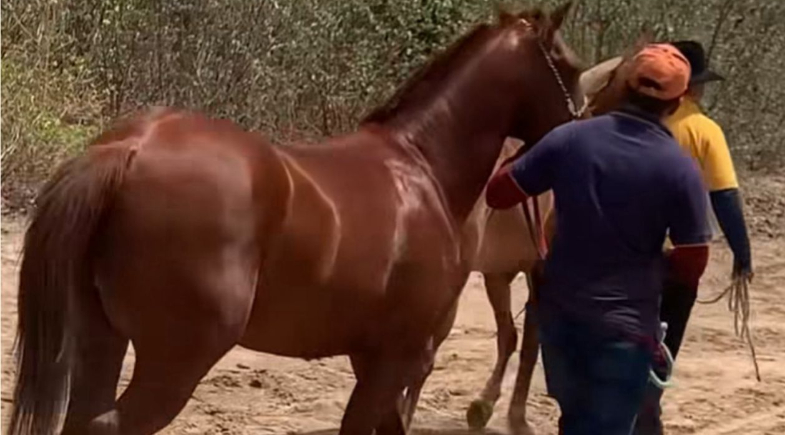 Prefeitura de Juazeiro do Piauí promove Dia do Vaqueiro no povoado Simpatia