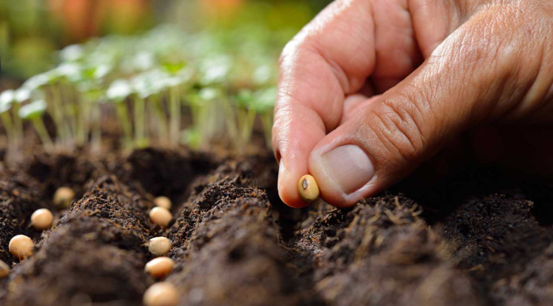Prefeitura de Caridade do Piauí promove ação de doação de sementes para agricultores do município