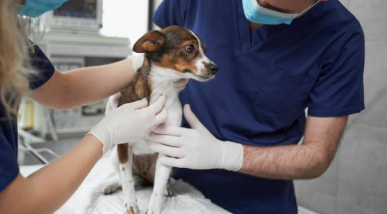Prefeitura de Juazeiro do Piauí realizará ação Bem-Estar Animal no município 
