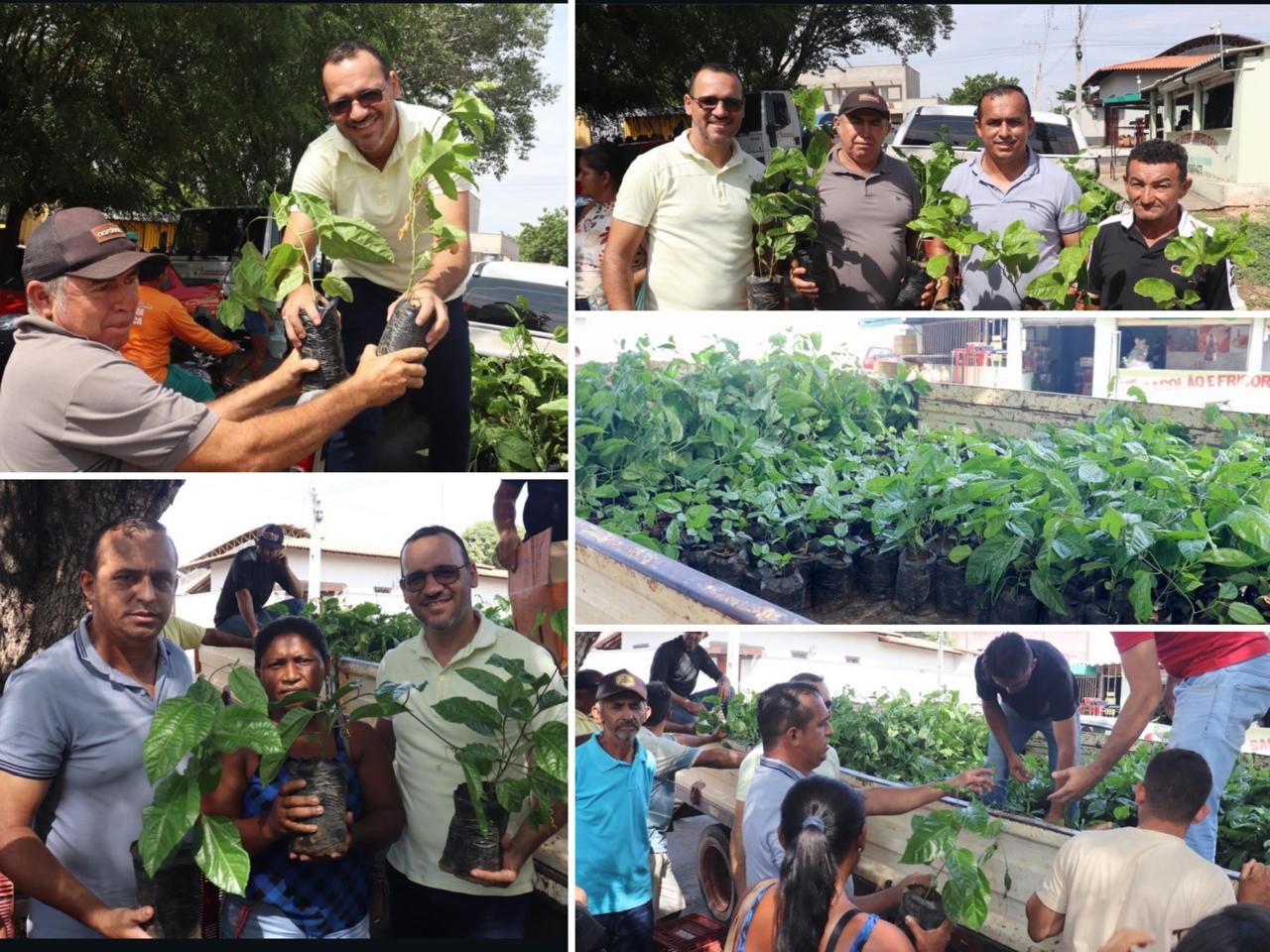 Distribuição de mudas de maracujá - Foto: Prefeitura de Castelo do Piauí