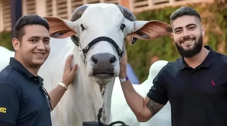 Henrique e Juliano revelam detalhes sobre criação milionária de bois: “Investir”