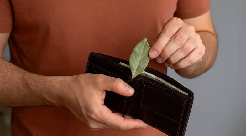 Saiba como atrair dinheiro e prosperidade usando a folha de louro 