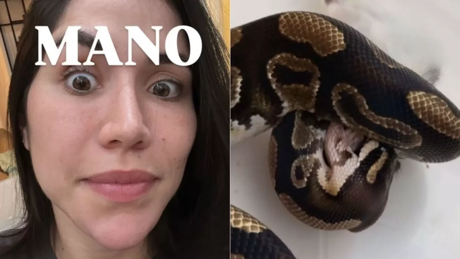 Maria Venture é picada por cobra de estimação: “Cinco anos esperando”