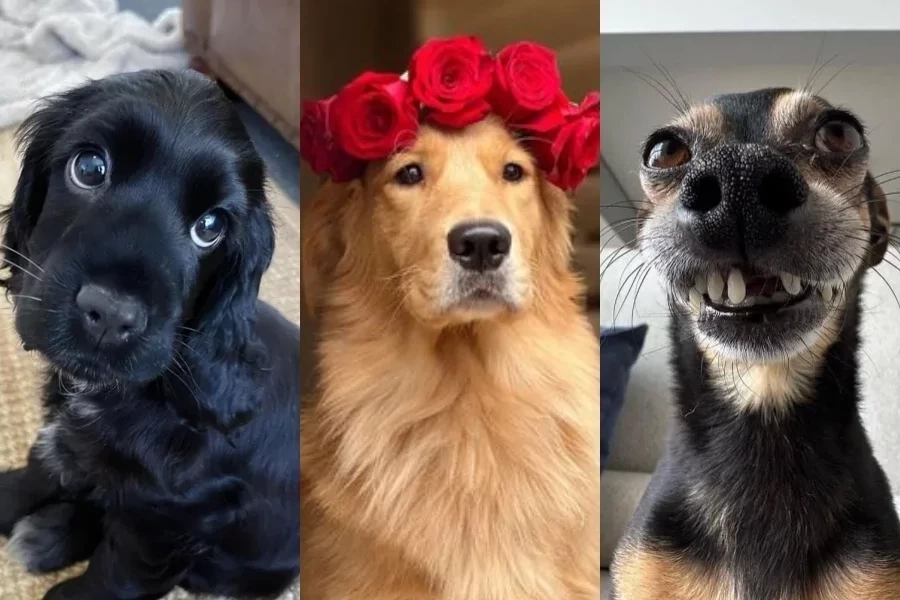 Horóscopo canino: Descubra o signo do seu cachorro e entenda a personalidade dele