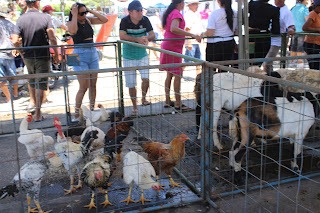 Sucesso total 4º Feira Agro Campo em São João da Serra - Imagem 132