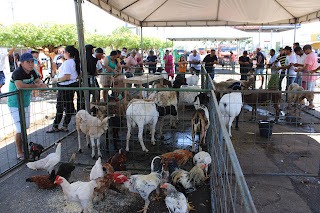 Sucesso total 4º Feira Agro Campo em São João da Serra - Imagem 135