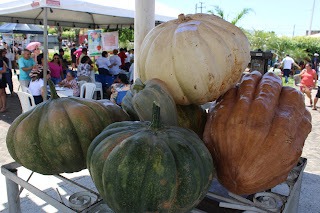 Sucesso total 4º Feira Agro Campo em São João da Serra - Imagem 108
