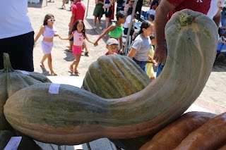 Sucesso total 4º Feira Agro Campo em São João da Serra - Imagem 96