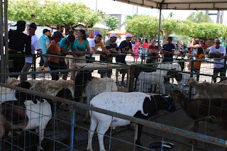 Sucesso total 4º Feira Agro Campo em São João da Serra - Imagem 133