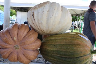 Sucesso total 4º Feira Agro Campo em São João da Serra - Imagem 103