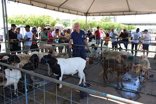 Sucesso total 4º Feira Agro Campo em São João da Serra - Imagem 138