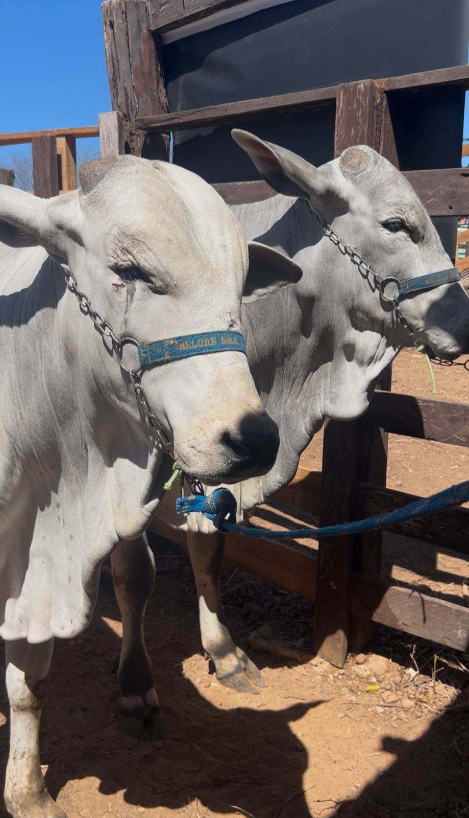 Feira de Animais tem abertura realizada em Simplício Mendes e supera expectativas dos produtores | Foto: Reprodução
