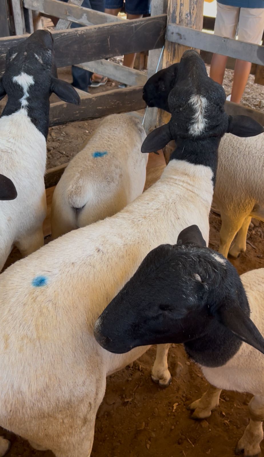 Feira de Animais tem abertura realizada em Simplício Mendes e supera expectativas dos produtores | Foto: Reprodução