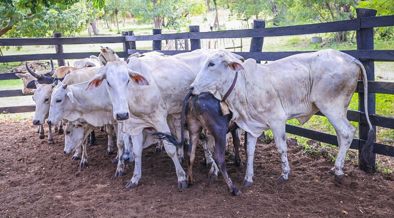 Programa Piauí Mais Genética será lançado no município de Riacho Frio