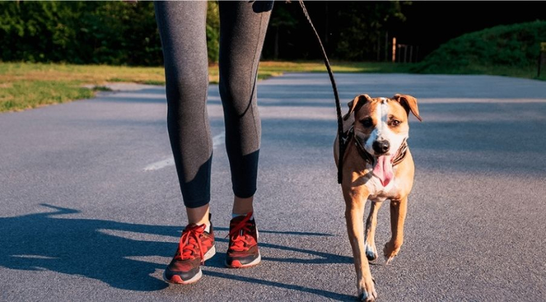 Cachorros também correm! Corrida Meio Norte terá categoria PET