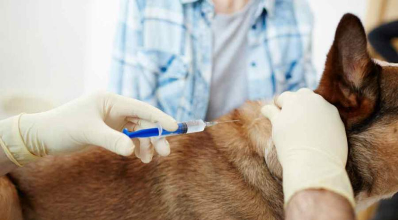 Tamboril do Piauí promove dia D da Vacinação Antirrábica