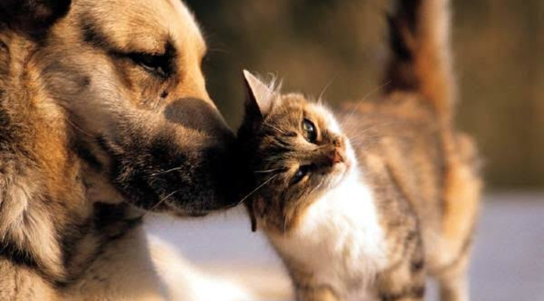 Uruçuí recebe pela primeira vez projeto de castração de cães e gatos