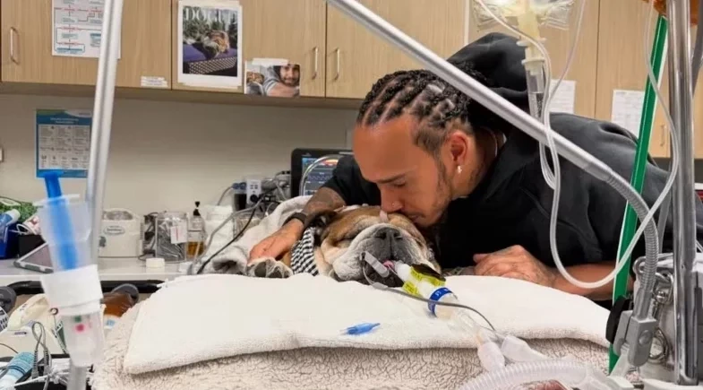 Roscoe, cachorro de Lewis Hamilton, morre 'nos braços' do piloto