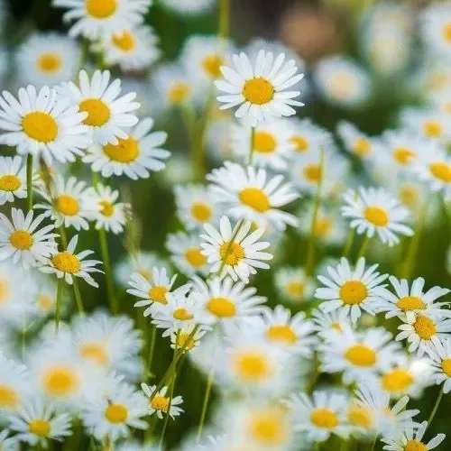 Qual planta dar de presente de acordo com o mês de aniversário da pessoa? - imagem 134216