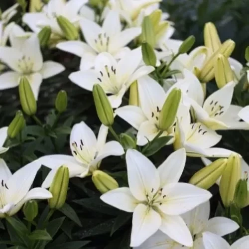 Qual planta dar de presente de acordo com o mês de aniversário da pessoa? - imagem 134219