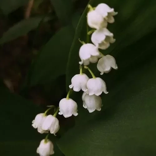 Qual planta dar de presente de acordo com o mês de aniversário da pessoa? - imagem 134217