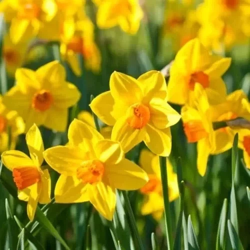 Qual planta dar de presente de acordo com o mês de aniversário da pessoa? - imagem 134215