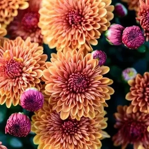 Qual planta dar de presente de acordo com o mês de aniversário da pessoa? - imagem 134223