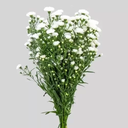 Qual planta dar de presente de acordo com o mês de aniversário da pessoa? - imagem 134221