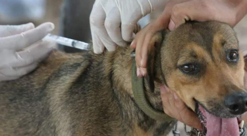 Assunção do Piauí Promove Campanha em Prol do Bem-Estar Animal