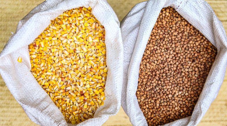 Prefeitura de Lagoa do Piauí realiza distribuição de sementes para agricultores do município