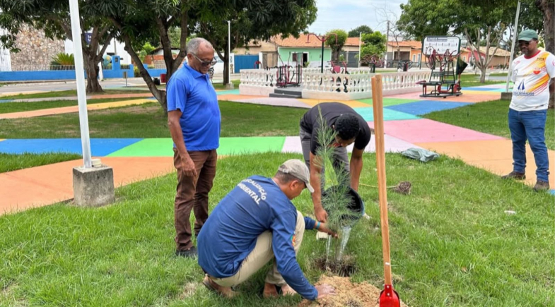 Prefeitura de Arraial realiza ações de arborização no centro da cidade
