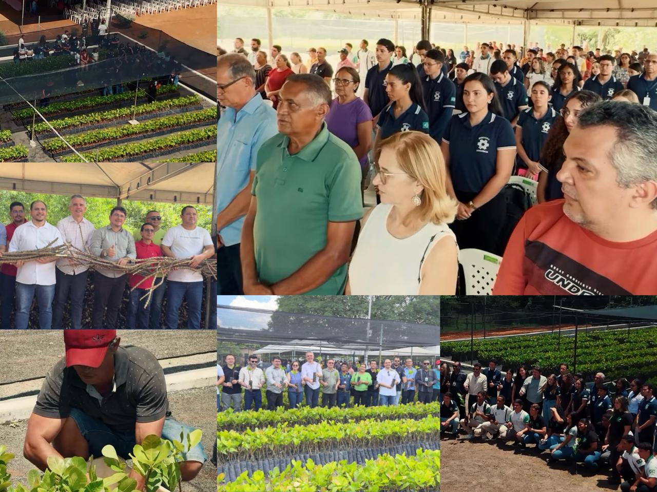 Entrega de mudas de cajueiro e manivas de mandioca - Foto: Prefeitura de Ipiranga do Piauí