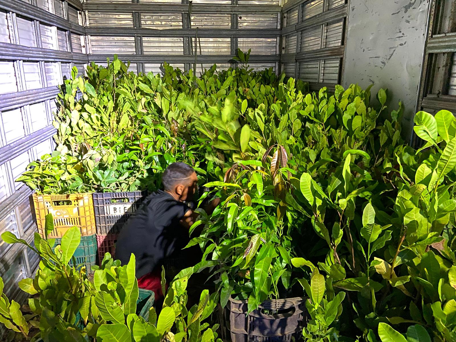 Valença do Piauí recebe mudas da SEMARH para ações ambientais - Imagem 1