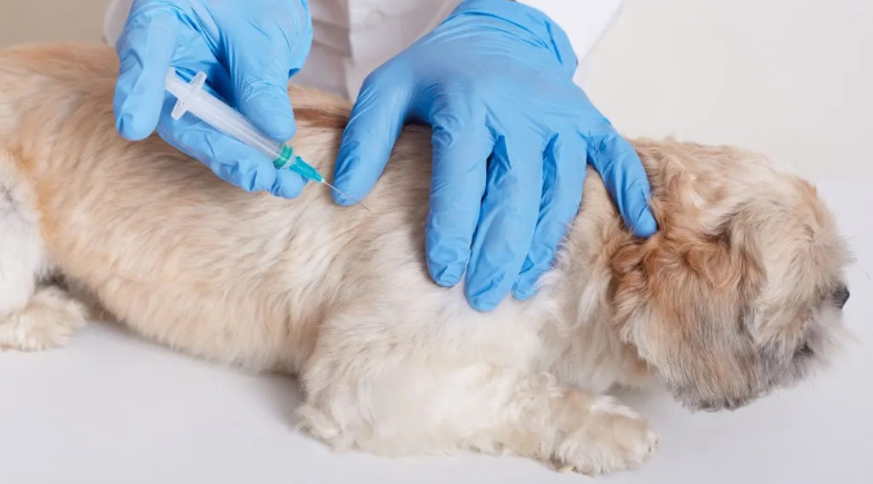 Quer proteger seu pet? Saiba onde vacinar cães e gatos em Campo Maior