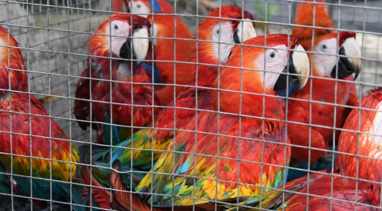 Prefeitura de São Raimundo Nonato alerta para caça ilegal de animais silvestres